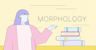 2023/2024-ENGLISH MORPHOLOGY-B1