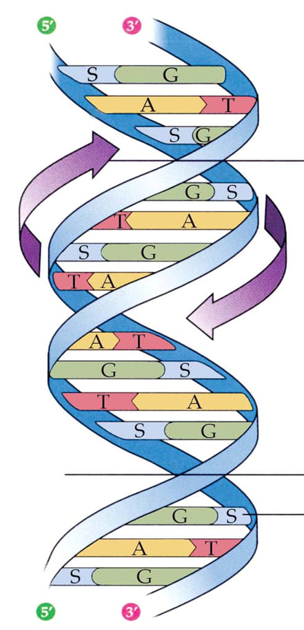 1502FF112-20232_C12-	BIOLOGI SEL DAN MOLEKULER