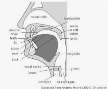 18662IK202 - 2024/2025 - C1 - English Phonology