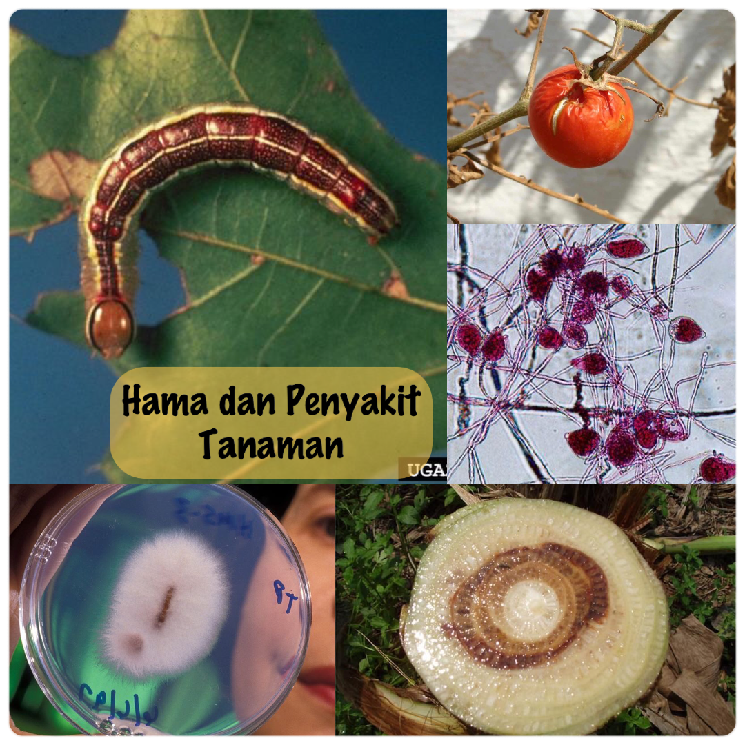 0823PAT414-2020/2021-Hama Dan Penyakit Tanaman-C4-M205
