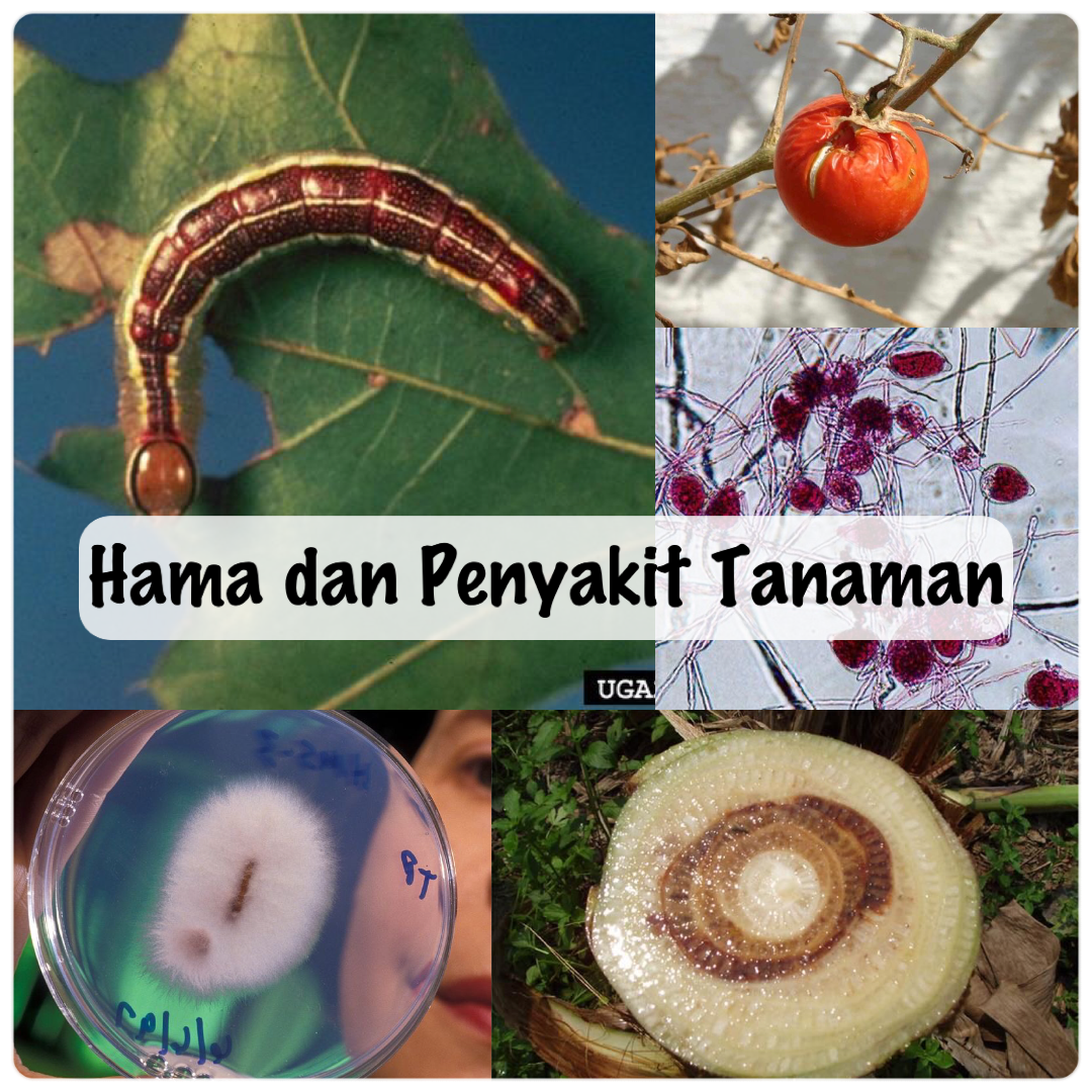 0833PAT414-2020/2021-Hama Dan Penyakit Tanaman-C1-M202